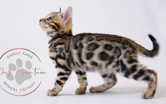 Bengal kitten for sale